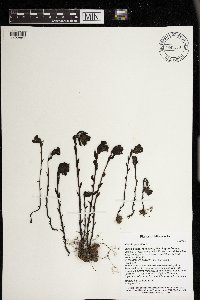 Monotropa uniflora image