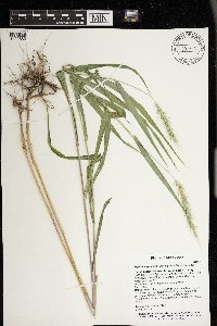 Elymus virginicus image