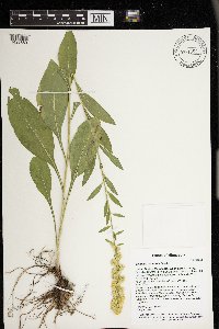 Solidago jejunifolia image