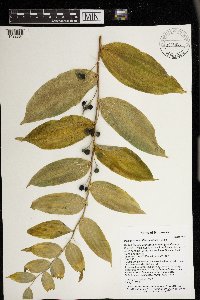 Polygonatum biflorum image