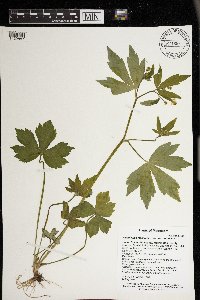 Ranunculus recurvatus image