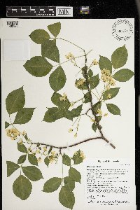 Staphylea trifolia image