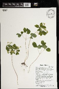 Thalictrum thalictroides image