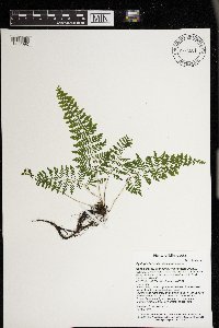 Cystopteris tenuis image