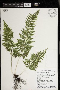 Cystopteris bulbifera image