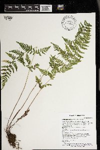 Cystopteris tenuis image