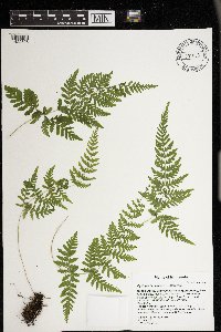 Cystopteris bulbifera image