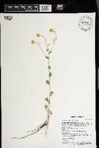 Barbarea vulgaris image