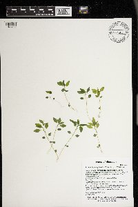 Parietaria pensylvanica image