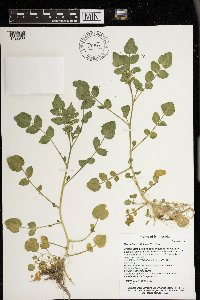 Nasturtium officinale image