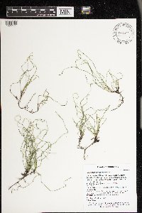 Equisetum scirpoides image