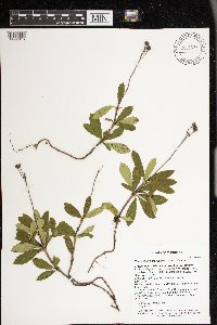 Chimaphila umbellata image