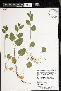 Cardamine bulbosa image