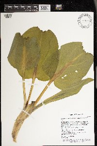 Symplocarpus foetidus image