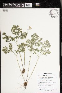 Dicentra cucullaria image