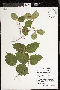 Viburnum rafinesquianum image