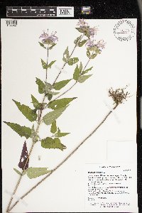Monarda fistulosa image