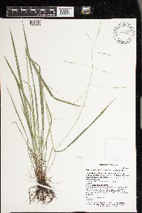 Festuca subverticillata image