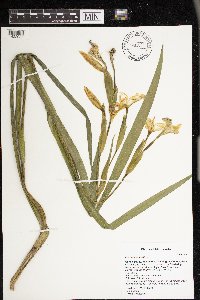Iris pseudacorus image