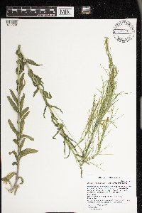 Arabis pycnocarpa image