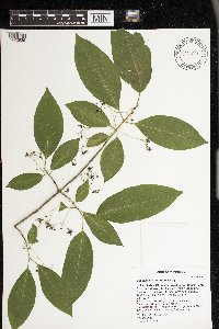 Euonymus atropurpureus image