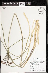 Butomus umbellatus image