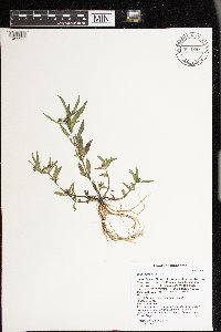 Eclipta prostrata image