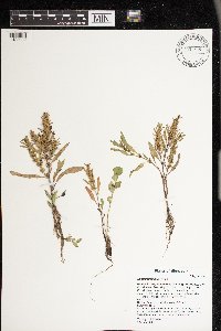 Rumex fueginus image