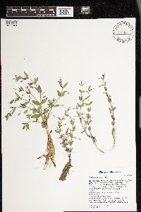 Lindernia dubia image