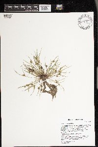 Cyperus squarrosus image