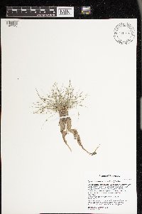 Lipocarpha micrantha image