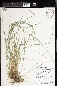 Schizachne purpurascens image