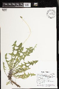 Taraxacum erythrospermum image