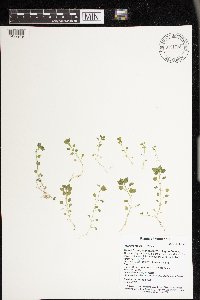 Stellaria media image