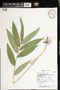 Maianthemum stellatum image