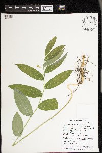 Polygonatum biflorum image
