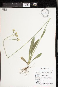 Hieracium caespitosum image