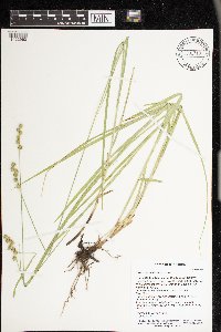 Carex normalis image
