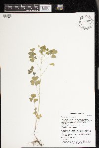 Oxalis dillenii image