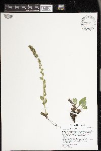 Media resource of Synthyris bullii