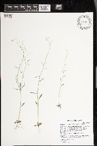 Arabidopsis lyrata image