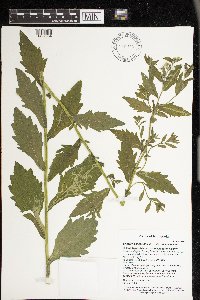 Erigeron philadelphicus var. philadelphicus image