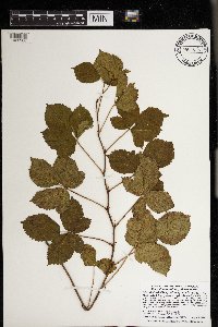 Rubus wheeleri image