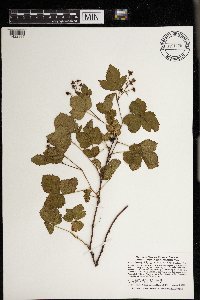 Rubus wheeleri image