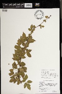 Rubus heterophyllus image