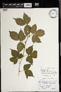 Rubus heterophyllus image