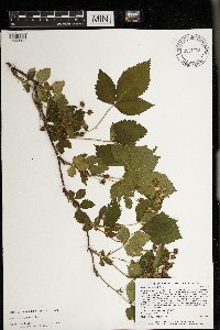 Rubus dissensus image