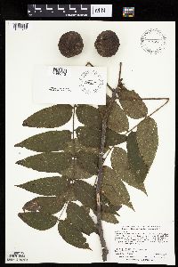 Juglans nigra image