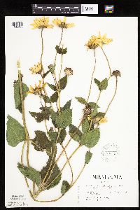 Heliopsis helianthoides var. scabra image