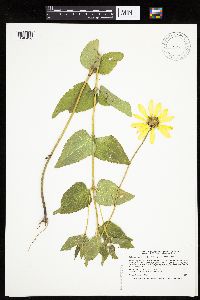Heliopsis helianthoides var. scabra image